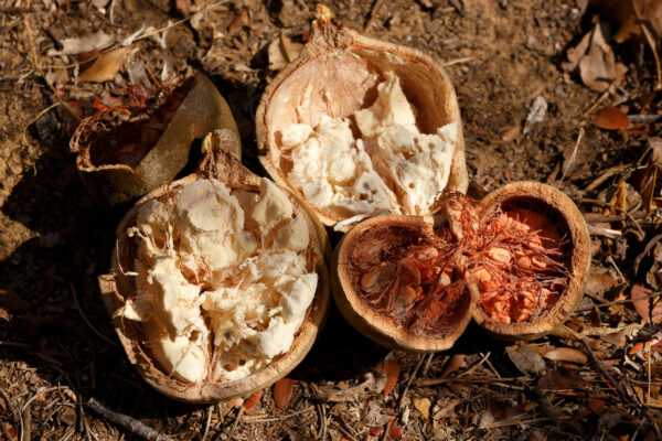 Broken baobab tree fruit and seeds fallen on the ground and dry, Ankarana reserve Madagascar